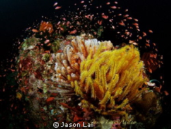 Circle of Life by Jason Lai 